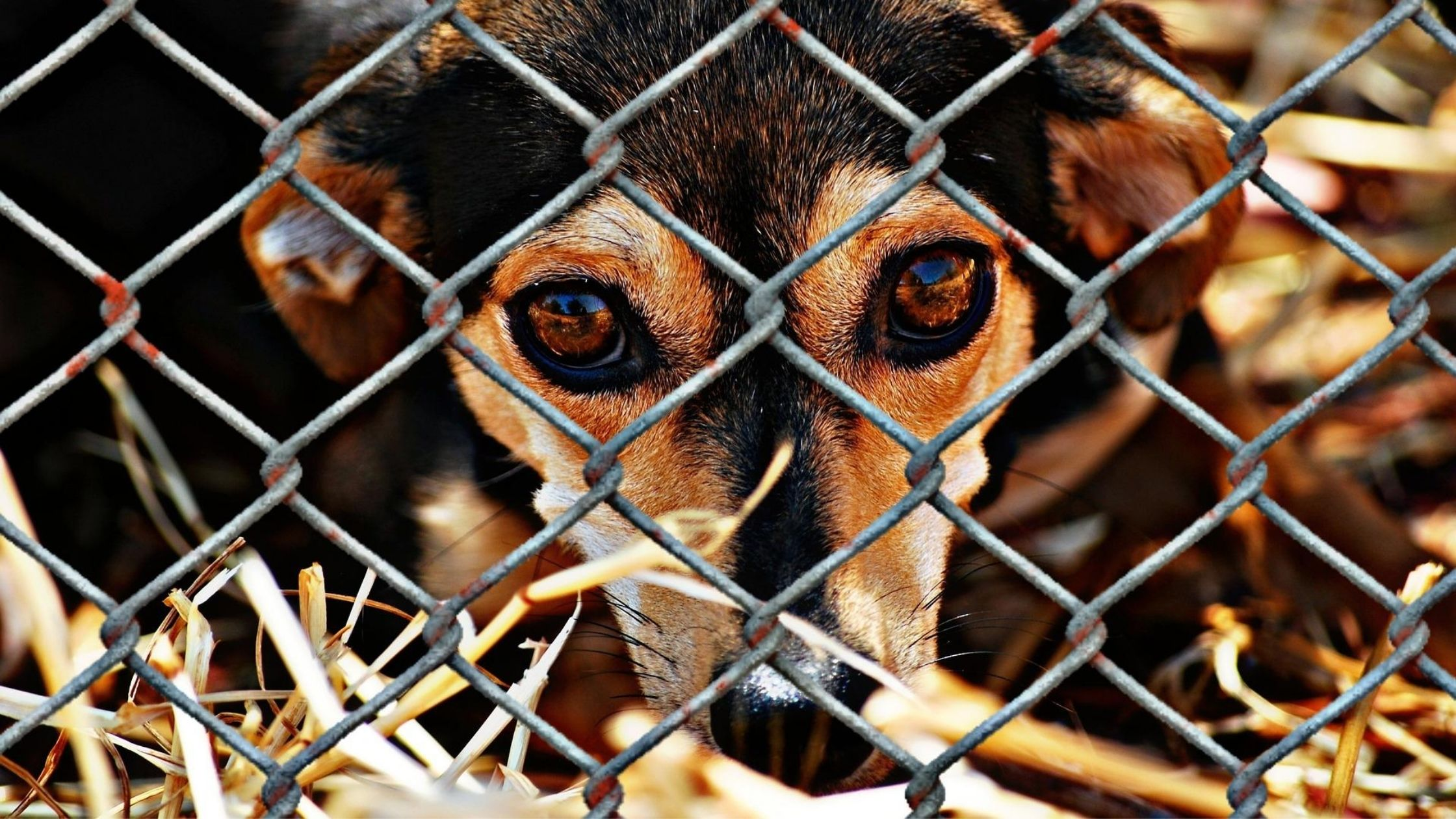 Mais um caso de maus-tratos a animais acontece em Nova Friburgo