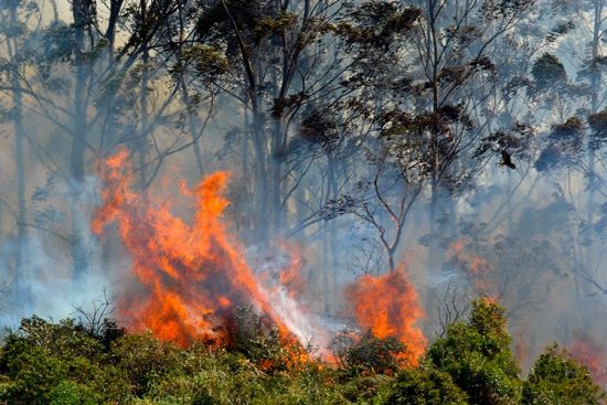 queimadas_devastam_florestas_e_deixam_nova_friburgo_em_alerta_maximo-credito-henrique-pinheiro