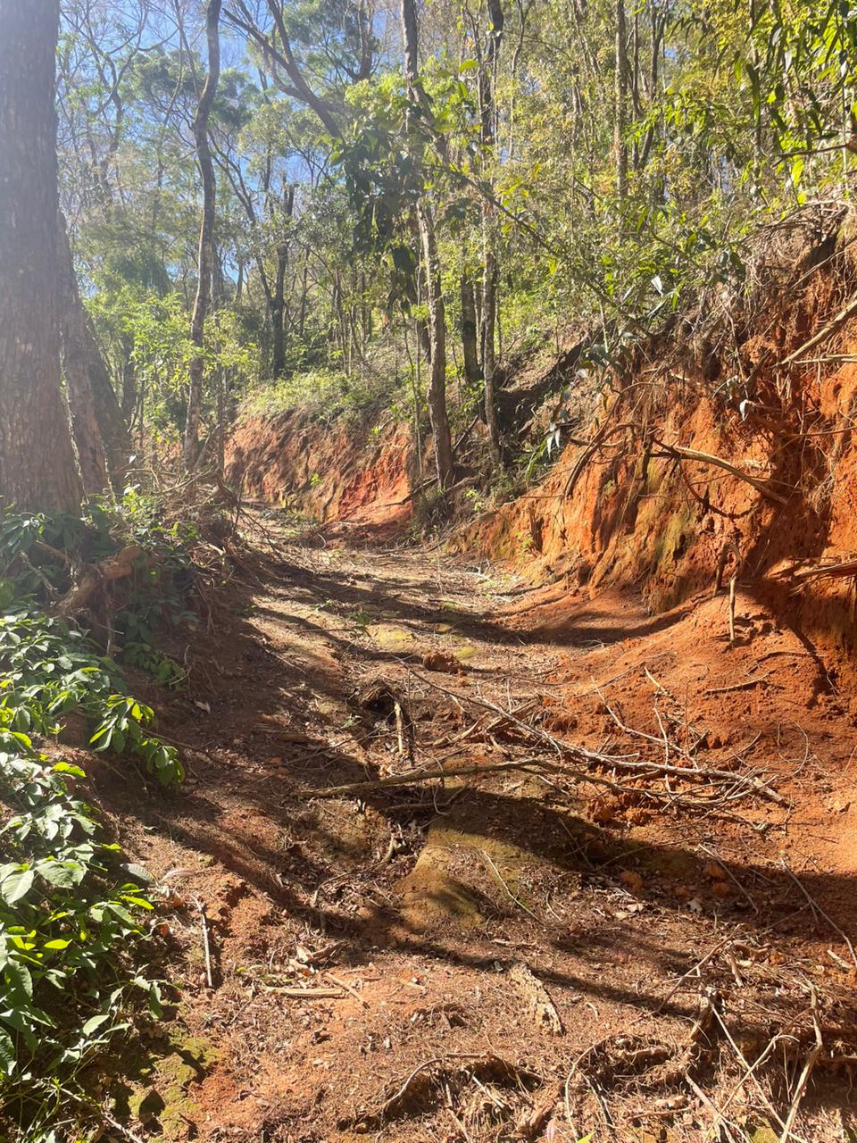 Polícia Ambiental flagra mais um crime de desmatamento em Petrópolis