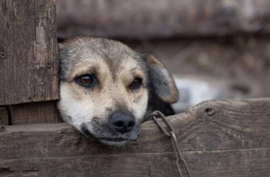 linha-verde-aponta-media-de-37-denuncias-de-maus-tratos-contra-animais-por-dia